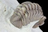 Bargain, Paciphacops Trilobite - Oklahoma #95711-4